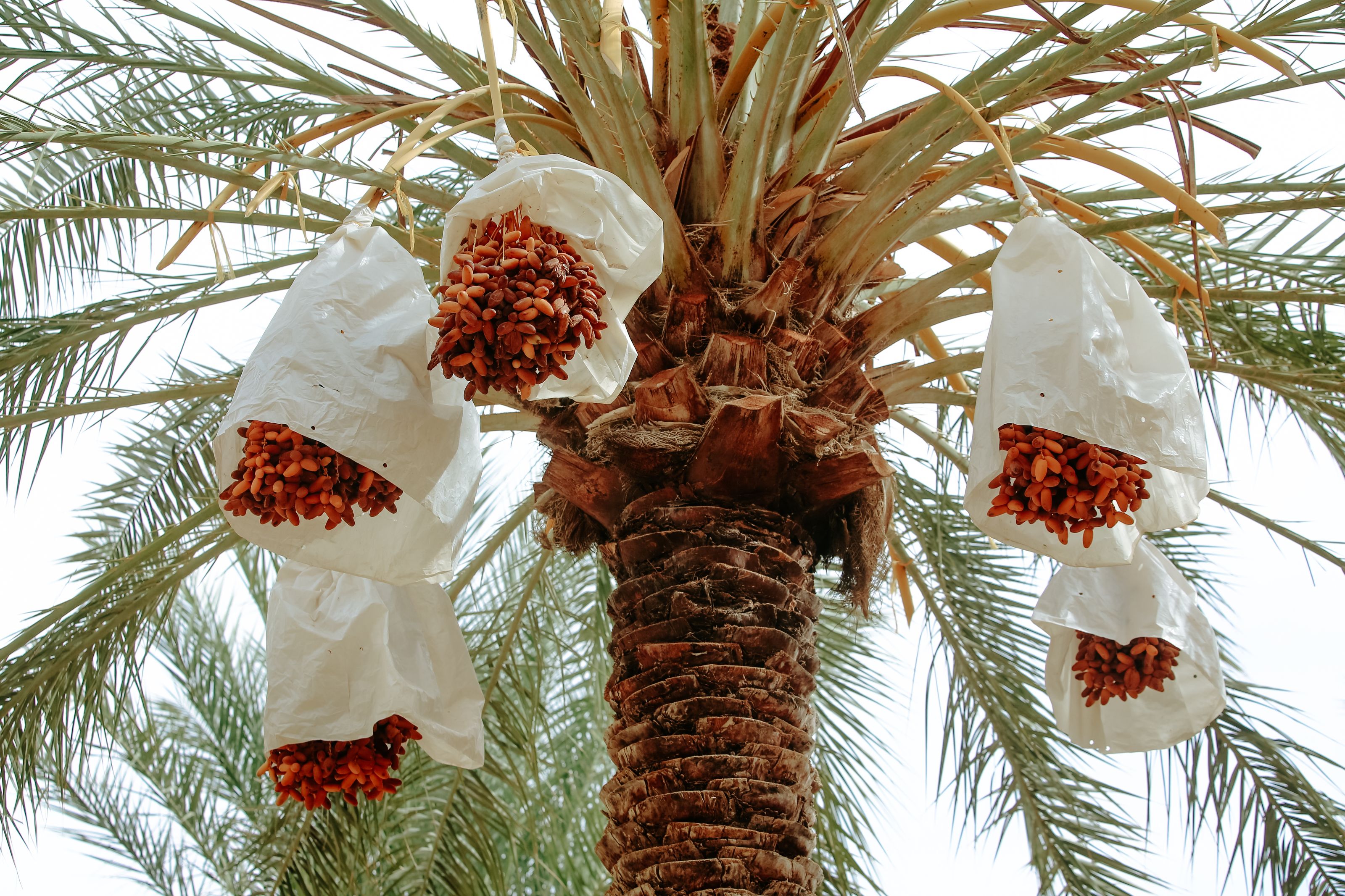 عناقيد تمر على النخلة
